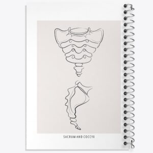 دفتر آناتومی استخوان خاجی (Sacrum And Coccyx Anatomy)
