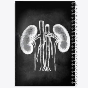 دفتر آناتومی کلیه (kidney Anatomy)