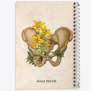 دفتر آناتومی لگن (Pelvis Anatomy)