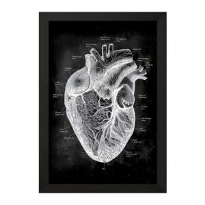 تابلو آناتومی قلب (Heart Anatomy)