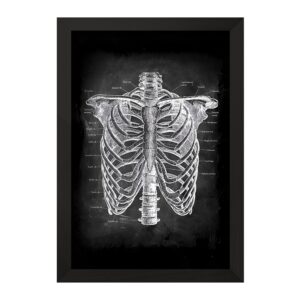 تابلو آناتومی قفسه سینه (Rib Cage Anatomy)