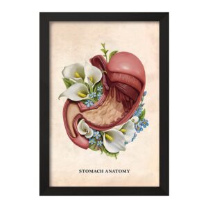 تابلو آناتومی معده (Stomach Anatomy)