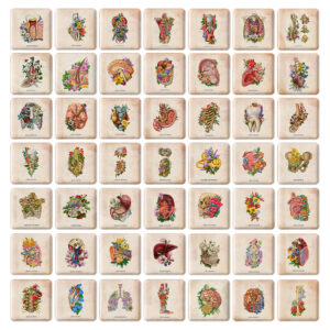 مگنت مربعی آناتومی اعضای بدن انسان